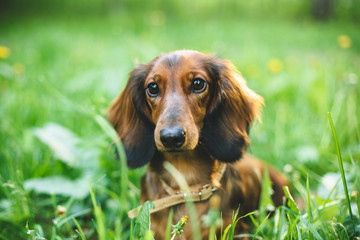 Dachshund in Dandelions
