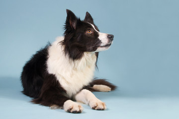 Black and white Border collie