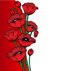Poppy flower
