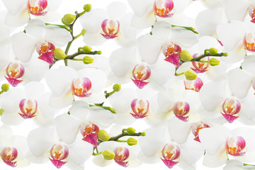 white orchid isolated, background