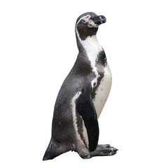 Little penguin on isolated white background
