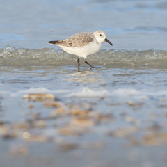 Sanderling (Calidris alba) searching for food