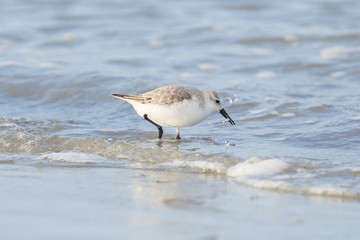 Sanderling (Calidris alba) searching for food