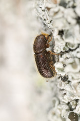 Dryocoetes villosus on wood, extreme close-up