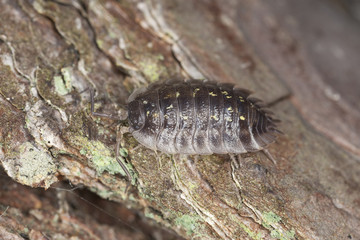 Woodlouses, extreme macro close-up with high magnification