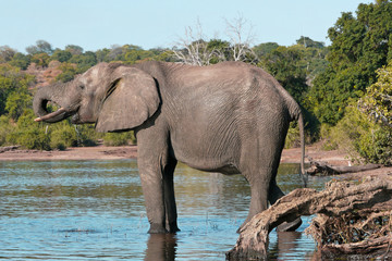 Obraz premium Chobe river elephant