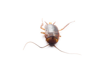 Amerikanische Schabe