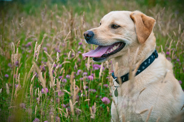 Yellow Labrador