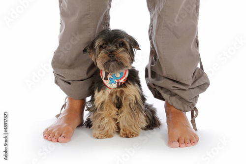 Chien Yorkshire Nain Aux Pieds De Sa Maîtresse Stock Photo