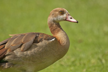Egyptian goose