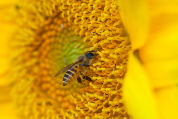beautiful sunflower and bee