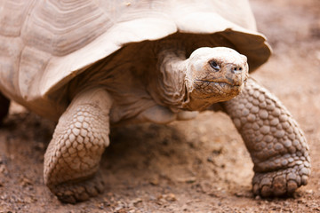 Obraz premium Galapagos giant tortoise