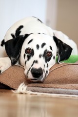 Dalmatiner Hund döst auf Decke schaut in Kamera