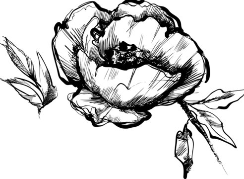 a sketch  of bud  of flower of peony
