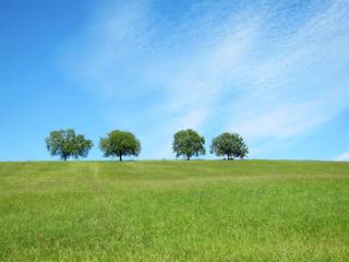 B&auml;ume mit Himmel 30