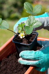 Planting a strawberries seedling on a balcony