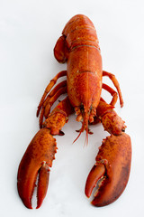 Lobster