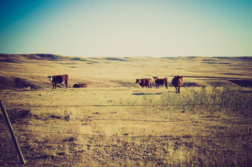 Cows in in a pasture - Drumheller Alberta - LOMO