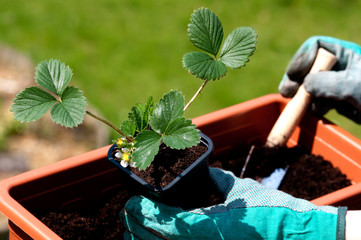 Planting a strawberries seedling on a balcony