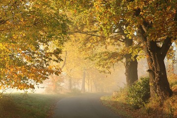 Rural road in a misty autumn morning