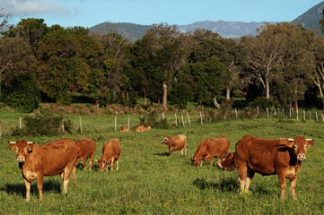 Fototapeta na wymiar Corse, troupeau de vaches en Costa verde