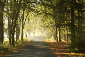  Country road through autumn park on a foggy, sunny morning © joda