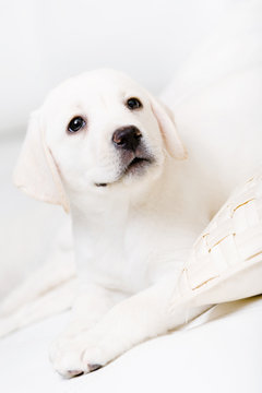 Close up of Labrador puppy lying on the white leather sofa