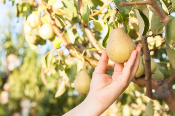 Woman harvesting pears on a tree branch