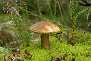 Brązowy kozak © adam54