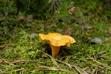 Kurka © adam54