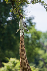 Giraffe reaching for leaves in Africa, Zambia