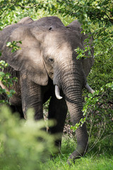 Elephant in Zambia, Africa safari