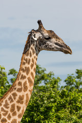 Giraffe in Africa, Zambia