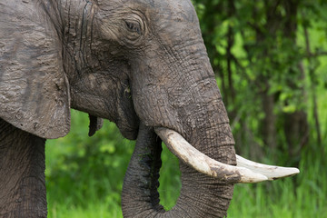 Elephant in Zambia, Africa safari