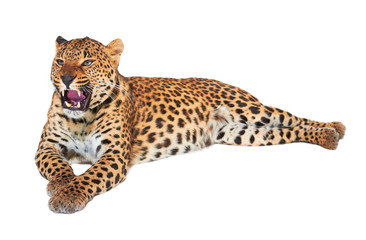 Fototapeta premium Leopard