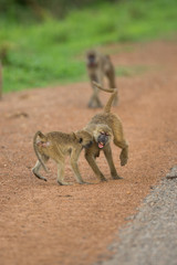 Vervet Monkeys fighting in the street
