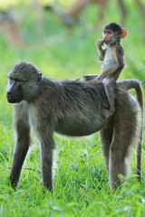 Yellow baboon baby riding mother like a cowboy
