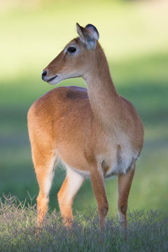 Southern Reedbuck In Africa