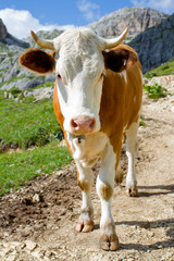 The cow on a pasture in Dolomiti mountain