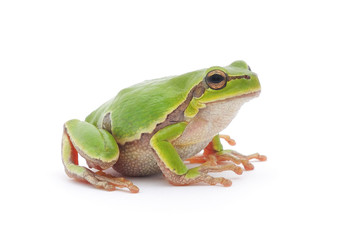 Tree frog