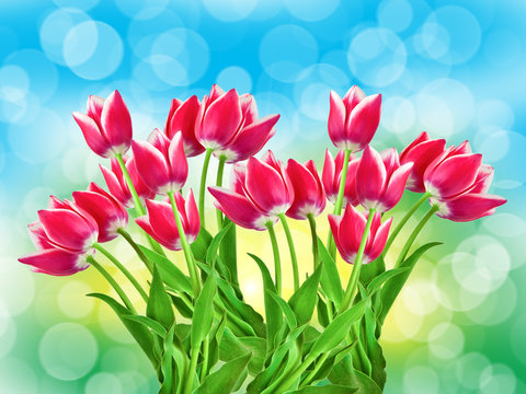 tulip flowers close up