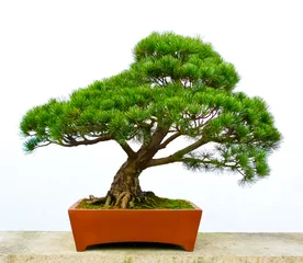 Fotobehang Bonsai Bonsai pijnboom