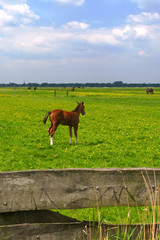 Young foal in the meadows