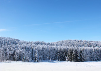 Obraz premium Winterlandschaft Bäume