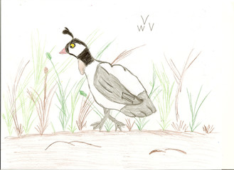 Child's Drawing of a Quail