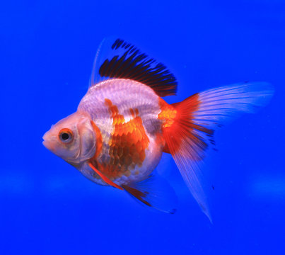 Goldfish in a glass cabinet