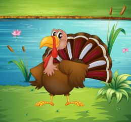 A turkey near the pond