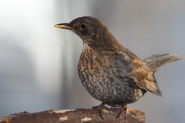 Blackbird female portrait
