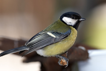 Great tit portrait