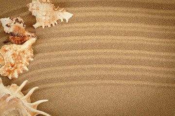 sea shells with sand as background